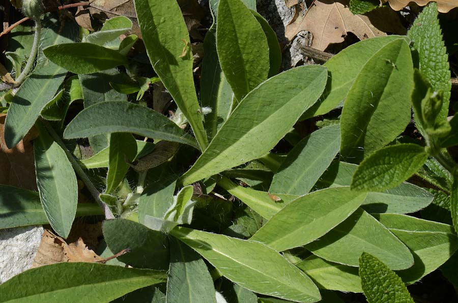 Pilosella officinarum (= Hieracium pilosella) / Pelosella